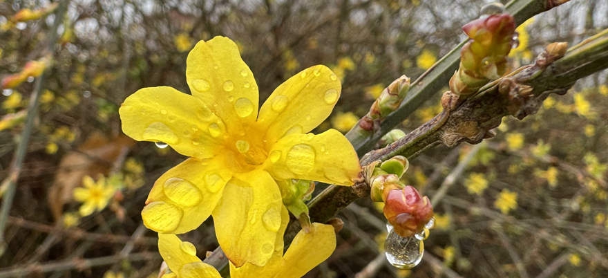 春雨（摄影：张丹）